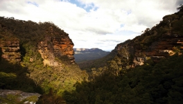 Bewaldete Schlucht in den Blue Mountains