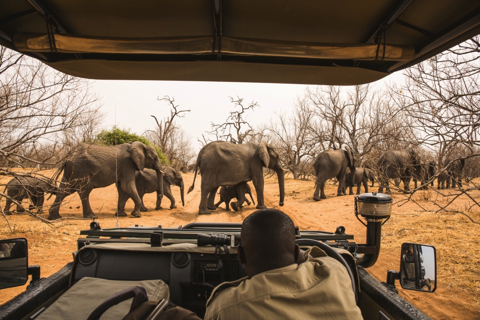 Elefant vom Safarifahrzeug aus, Chobe-Nationalpark