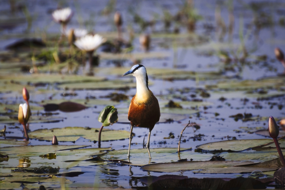 Blaustirn-Blatthühnchen im Okavango-Delta
