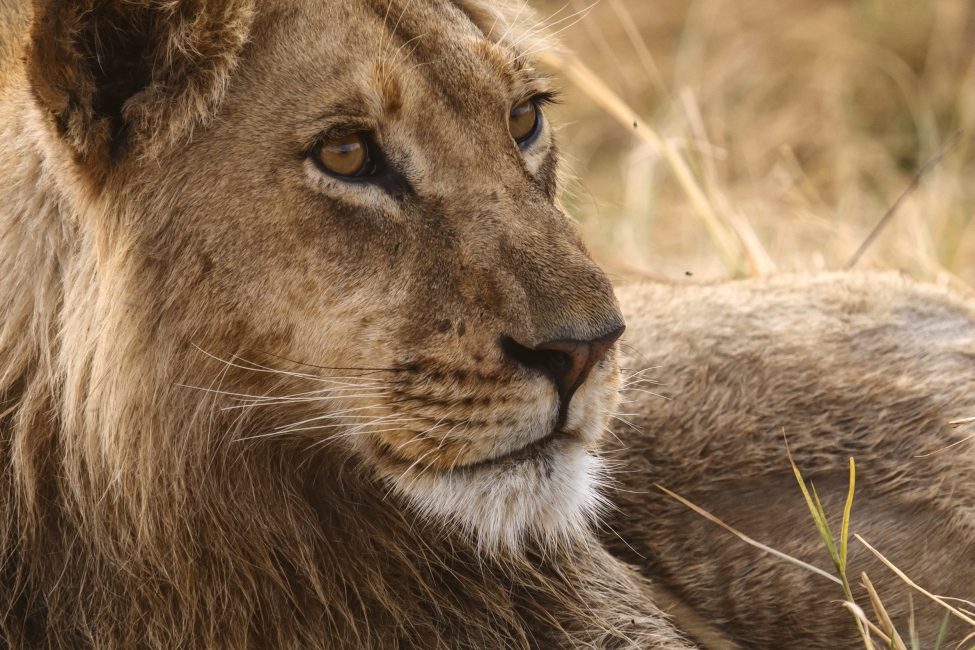 Löwe im Moremi-Wildreservat, Okavango-Delta