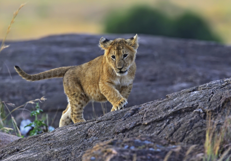 Löwenjunges in Südafrika