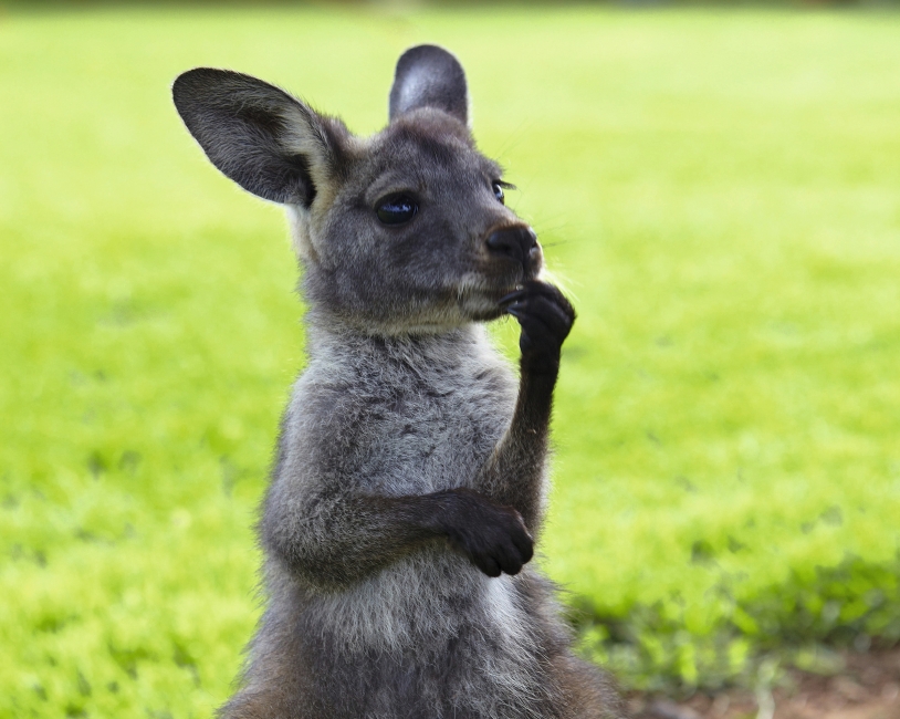 Young kangaroo on Kangaroo Island
