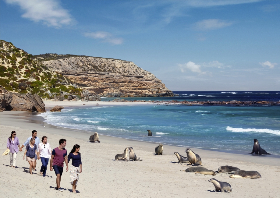 Seals on Kangaroo Island