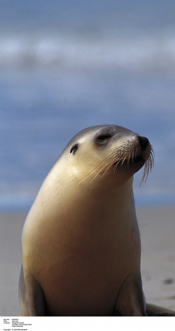 Sea lion on Kangaroo Island