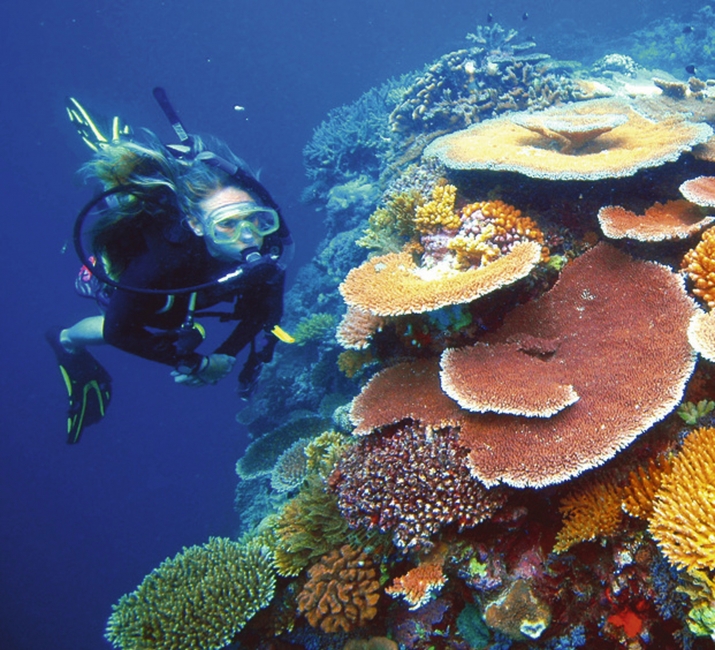 Taucherin zwischen Korallen am Great Barrier Reef