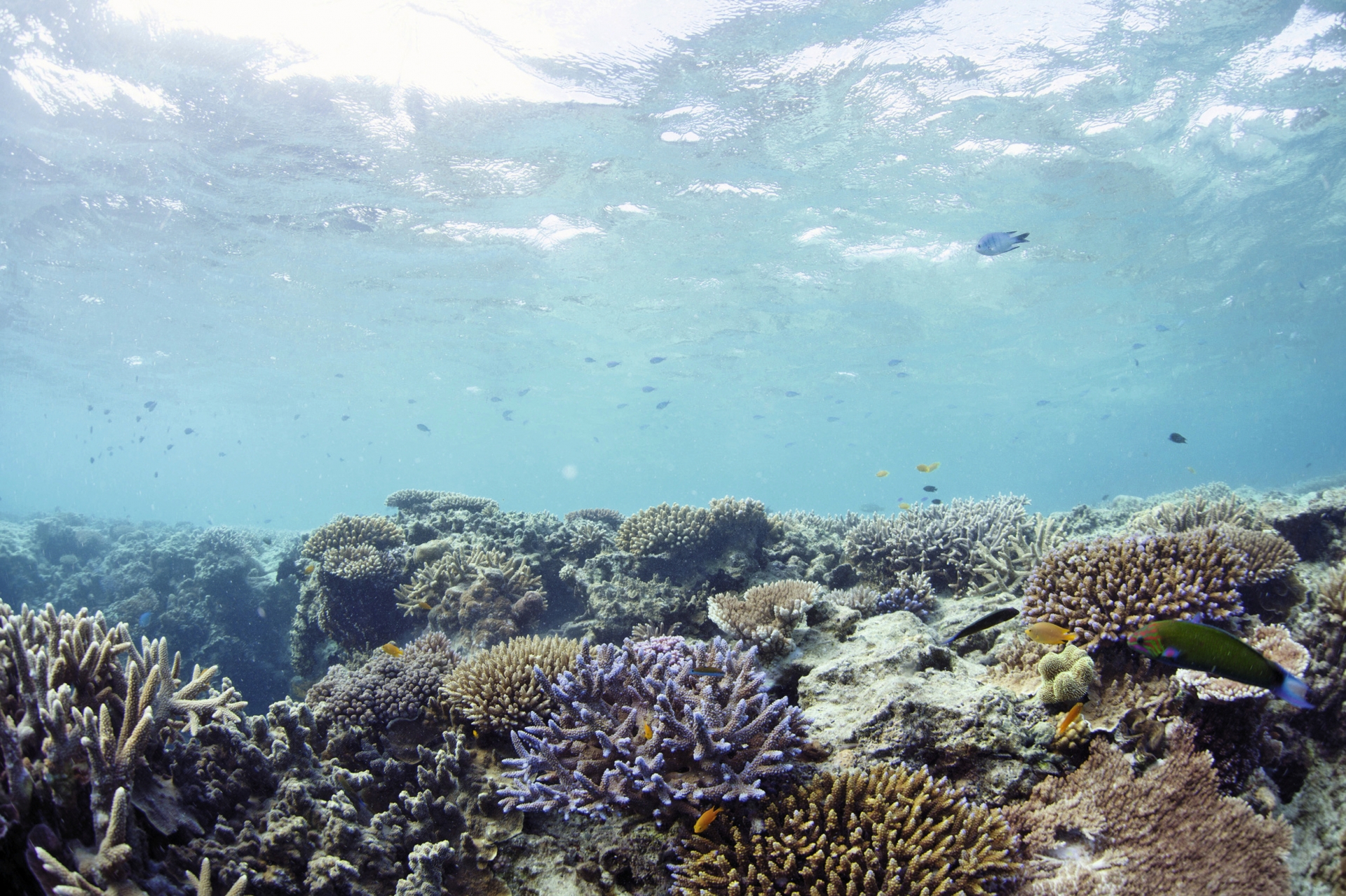 Coral and fish on the Great Barrier Reef