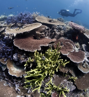 Tauchen über Korallen am Great Barrier Reef