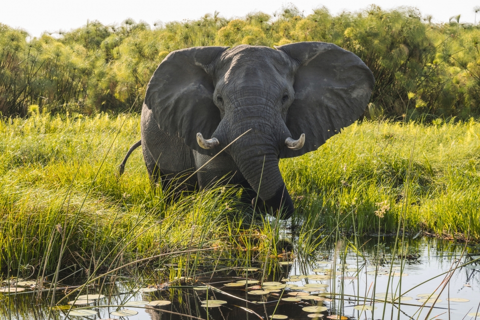 Elephant in the Okavango Delta