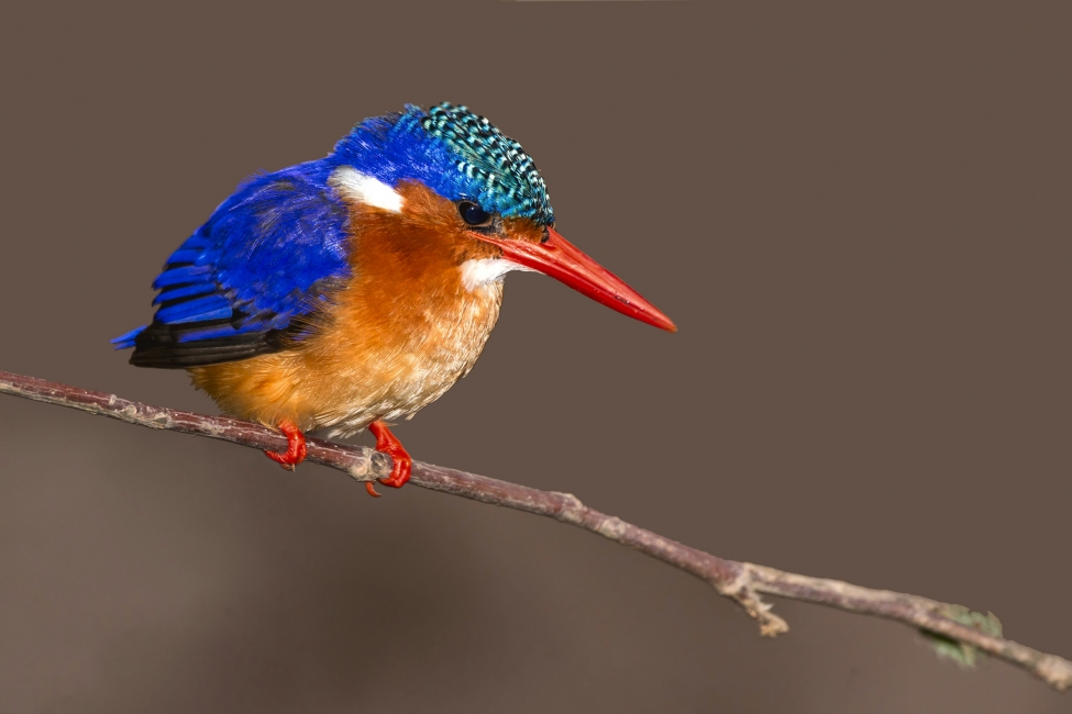 Malachite kingfisher in the Okavango Delta