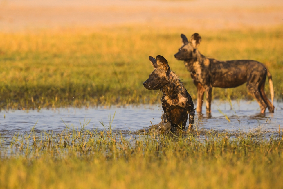 Wild dogs in the Okavango Delta