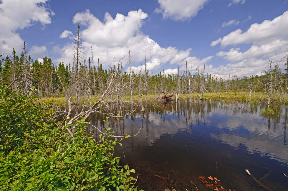 Juiceys Pond im Terra-Nova-Nationalpark