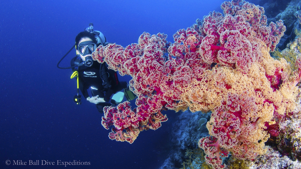 Scogliera corallina della Grande barriera corallina, Mike Ball Dive Expeditions