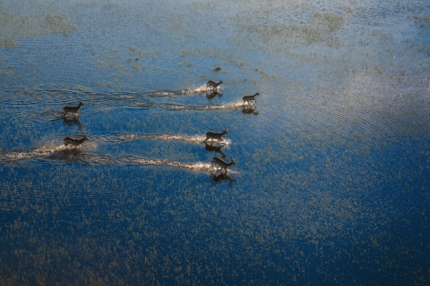 Antilopen im Moremi-Wildreservat, Okavango-Delta
