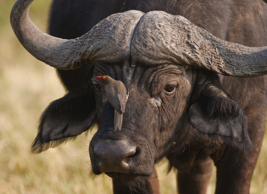 Buffalo in the Okavango Delta