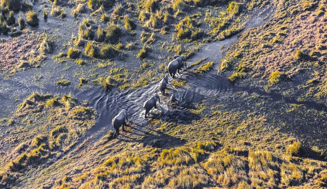Elephants in the water in the Okavango Delta