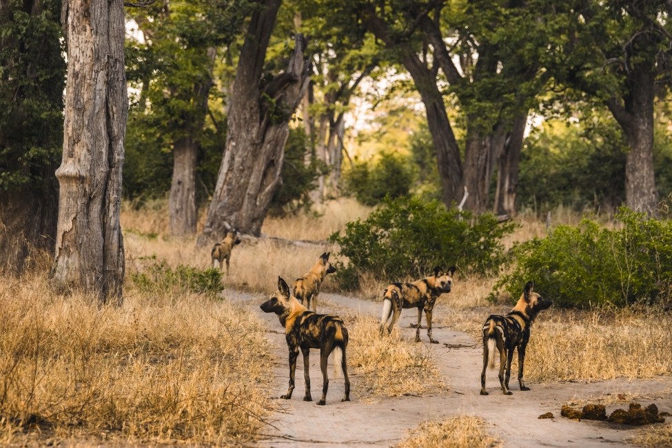 Wild dogs in the Moremi Game Reserve, Okavango Delta