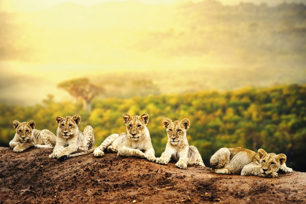 Pride of lions in Botswana
