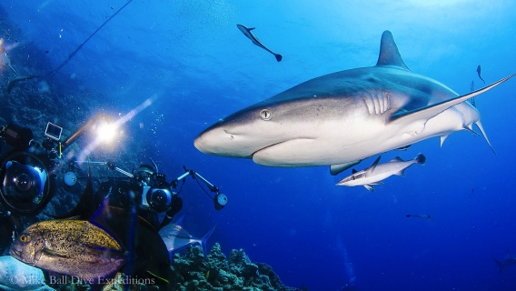 Tauchen mit Zwergwalen am Great Barrier Reef