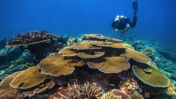 Coral on the Great Barrier Reef, Mike Ball Dive Expeditions