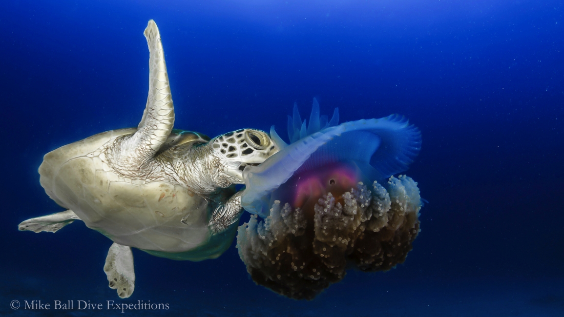 Schildkröte am Great Barrier Reef, Mike Ball Dive Expeditions