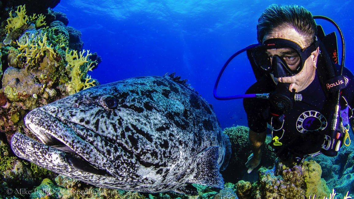 Taucher mit Fisch am Great Barrier Reef, Mike Ball Dive Expeditions