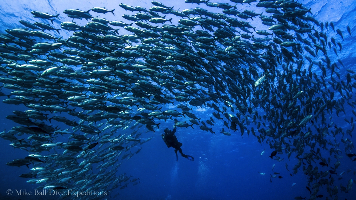 Taucher mit Fischschwarm am Great Barrier Reef, Mike Ball Dive Expeditions