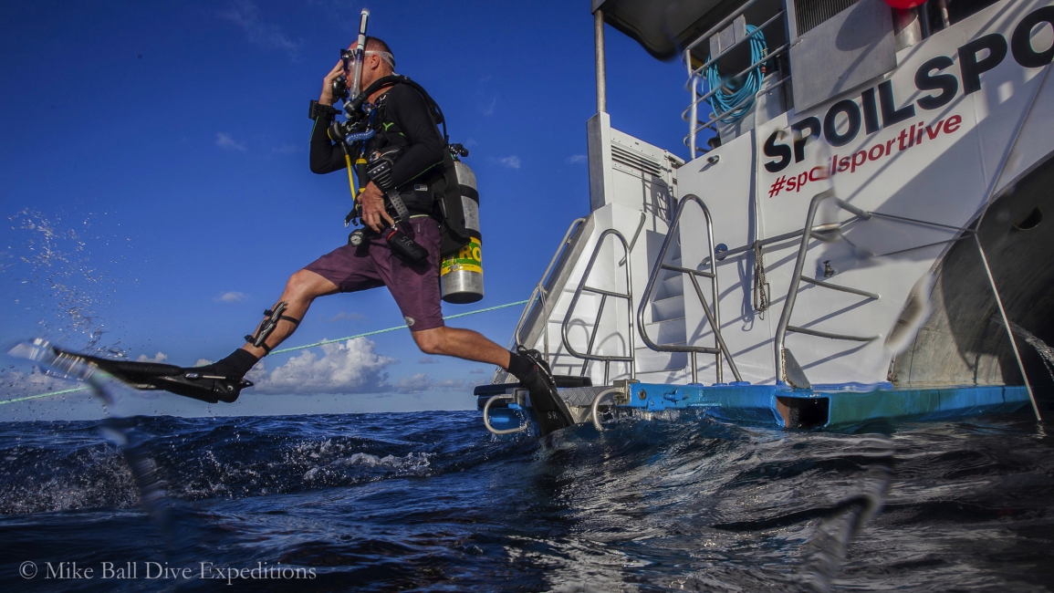 Taucher springt ins Wasser, Mike Ball Dive Expeditions