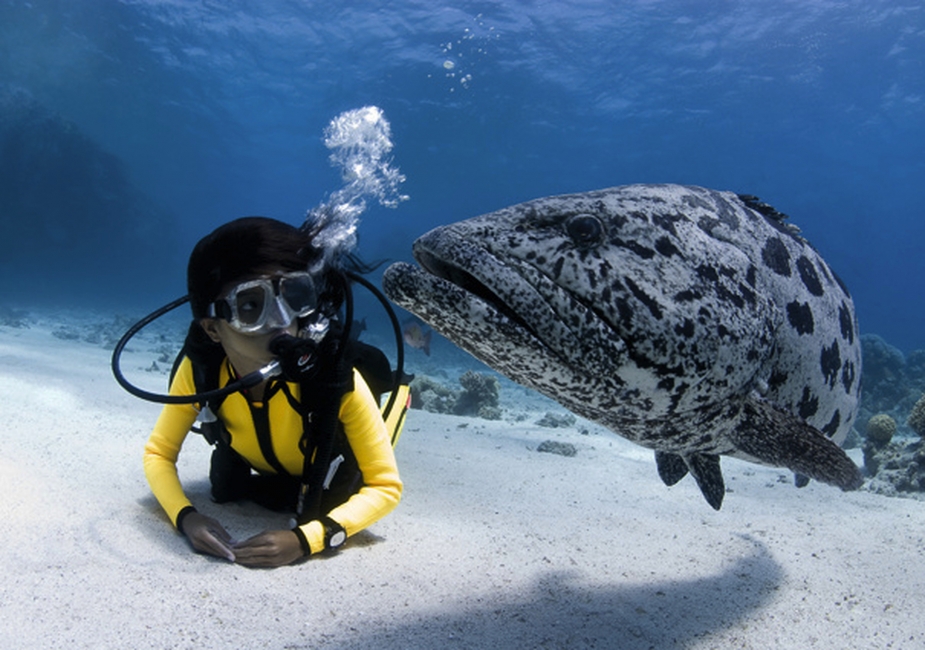 Taucher und grauer Fisch am Great Barrier Reef