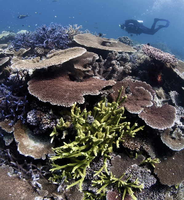 Tauchen über Korallen am Great Barrier Reef