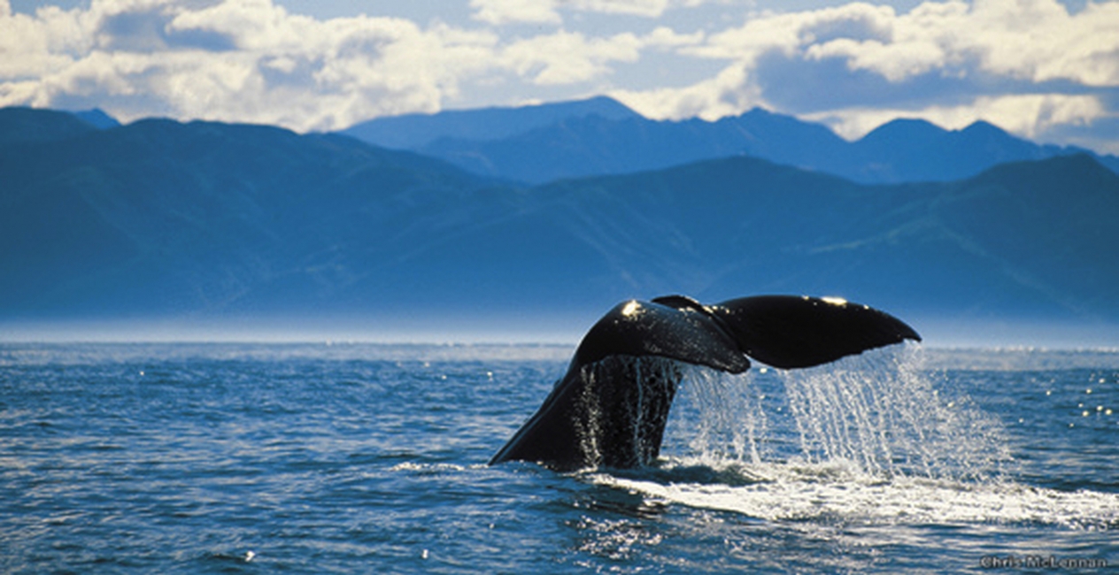 Walflosse vor Kaikoura