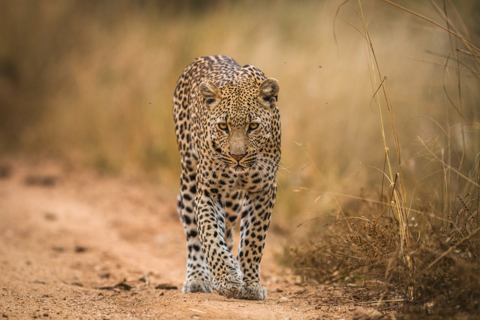 Leopard im Kruger-Nationalpark