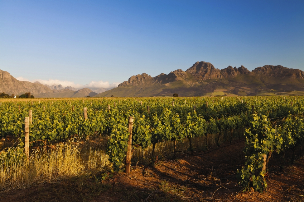 Winelands bei Sonnenuntergang