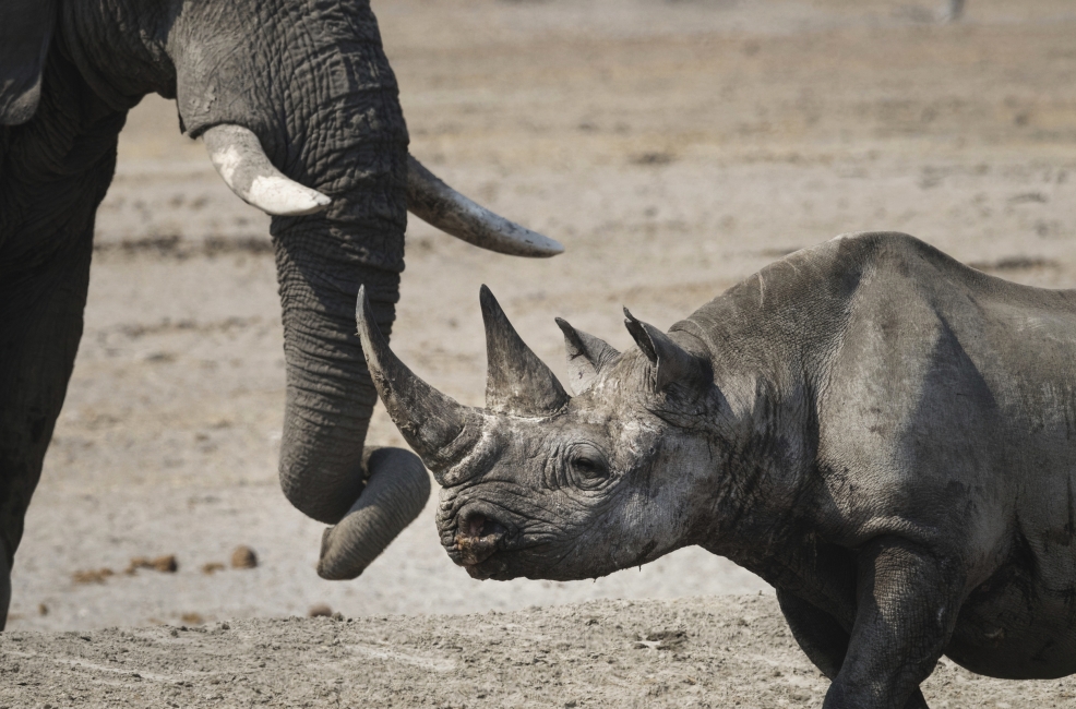 Rinoceronte ed elefante nel Parco nazionale di Etosha