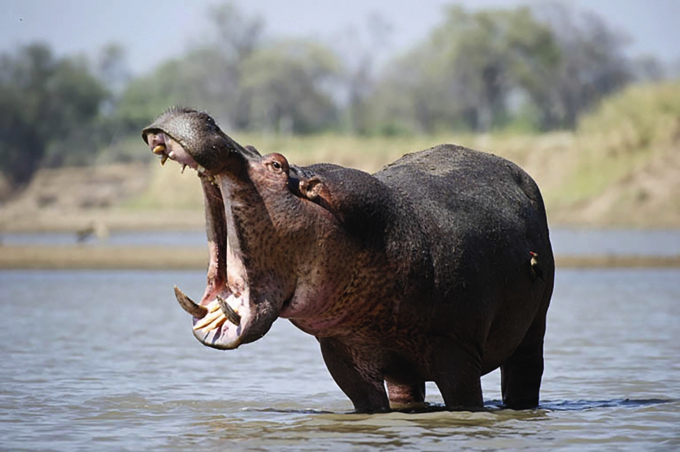 Ippopotamo in Zambia