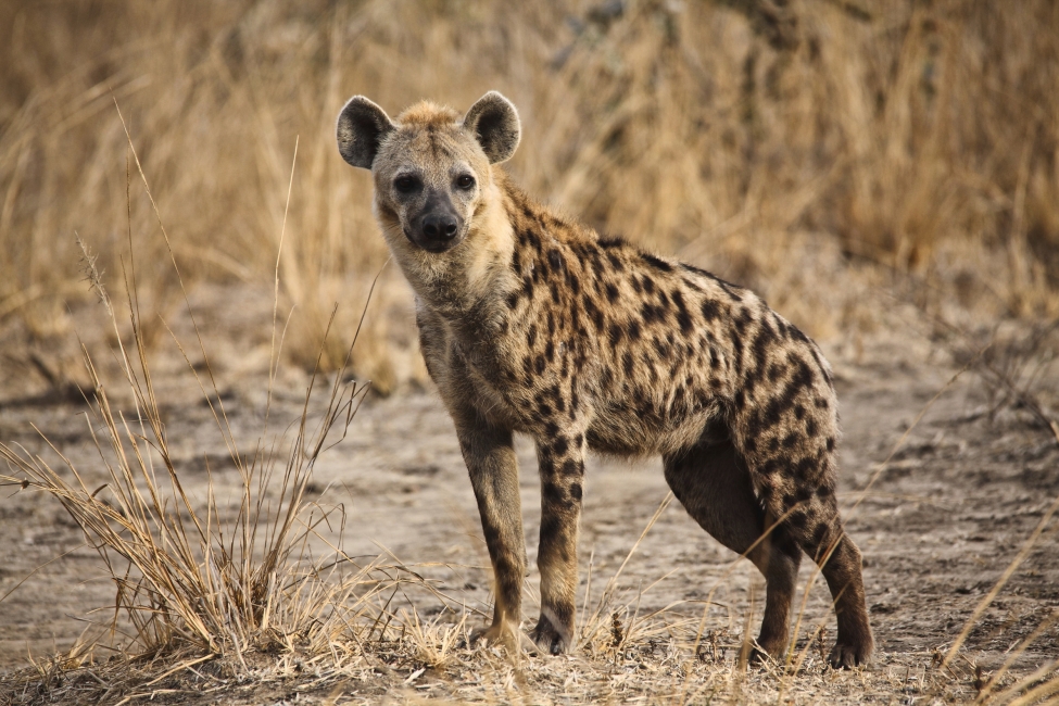 Iena nel Parco nazionale di South Luangwa