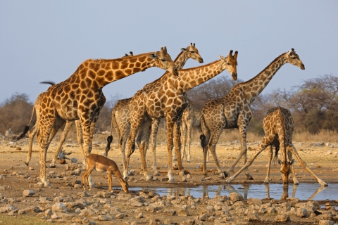Giraffe alla pozza d'acqua nel Parco nazionale di Etosha