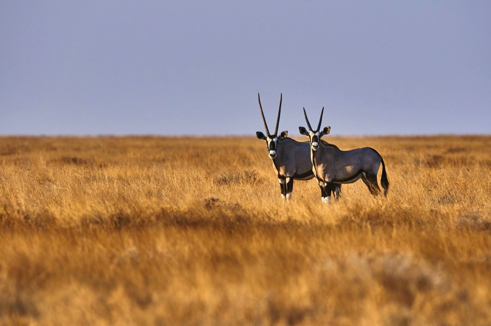 Oryx im Etosha-Nationalpark