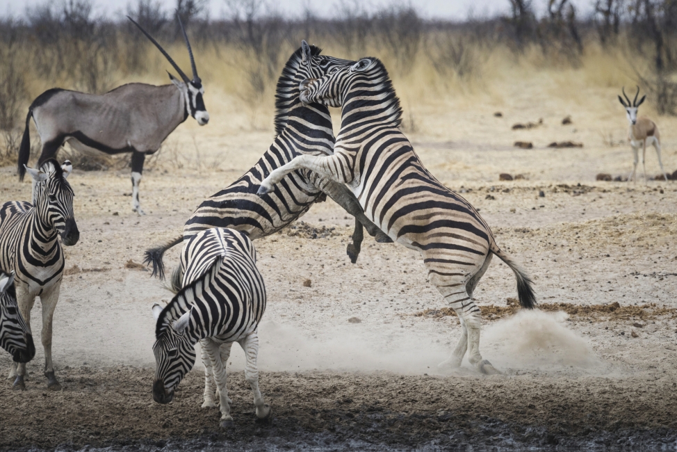 Zebras im Etosha-Nationalpark