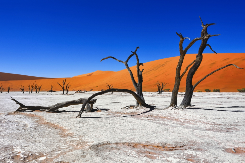 Dead Vlei near Sossusvlei