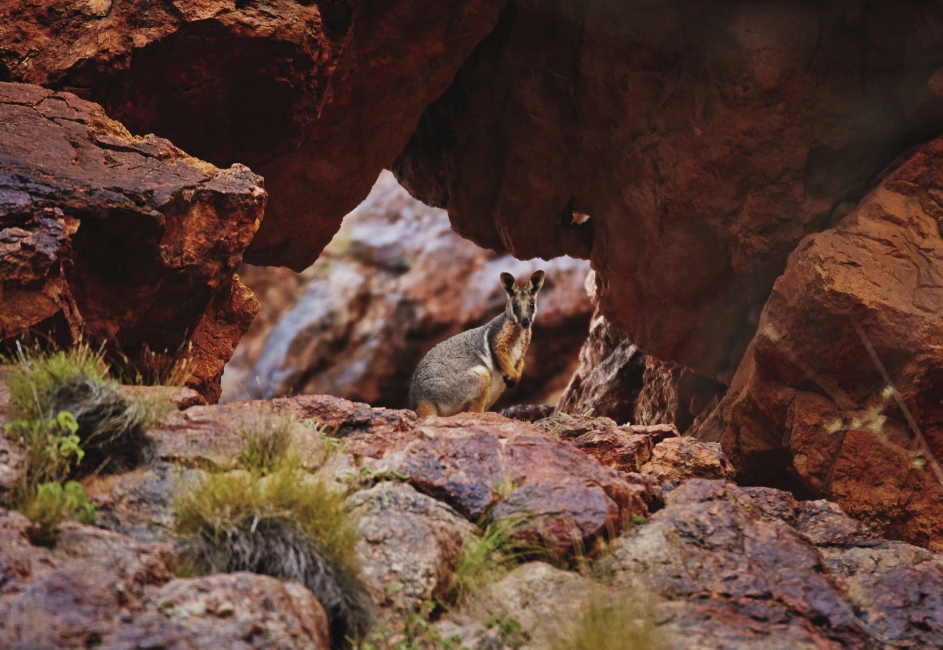 Canguro nei Flinders Ranges