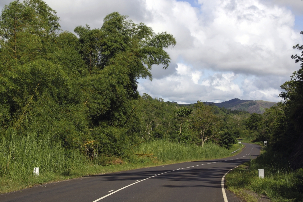 Bambus am Strassenrand auf Viti Levu