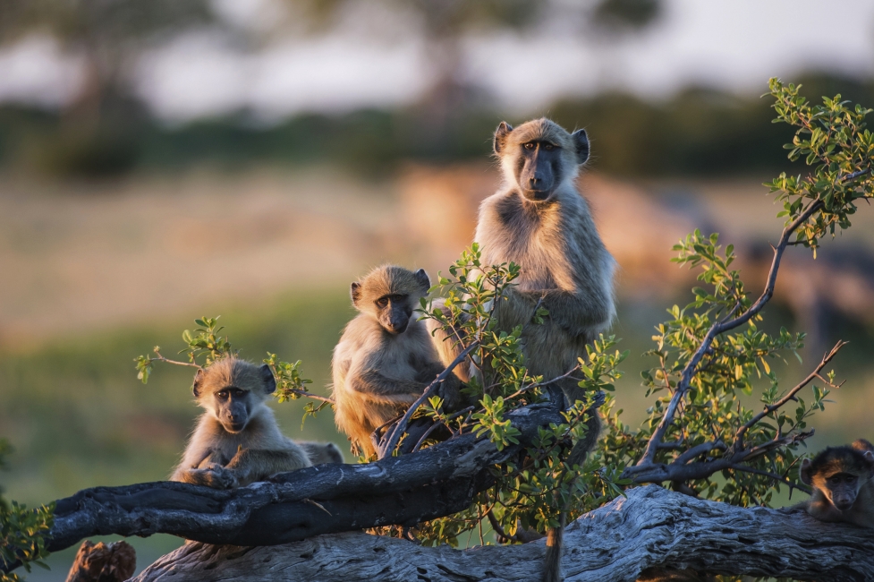 Baboons in the sunlight, Zimbabwe