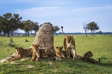 Parco nazionale di Hwange, Zimbabwe