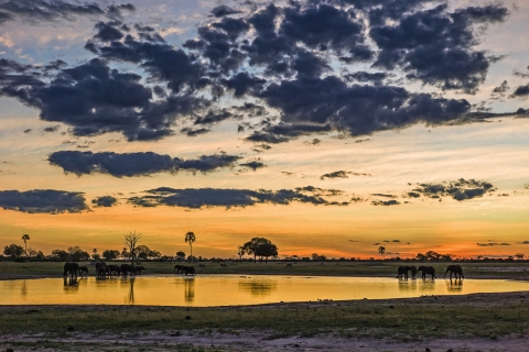 Tierwelt im Hwange-Nationalpark