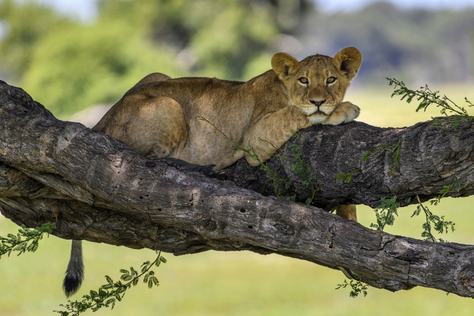 Hwange National Park, Zimbabwe