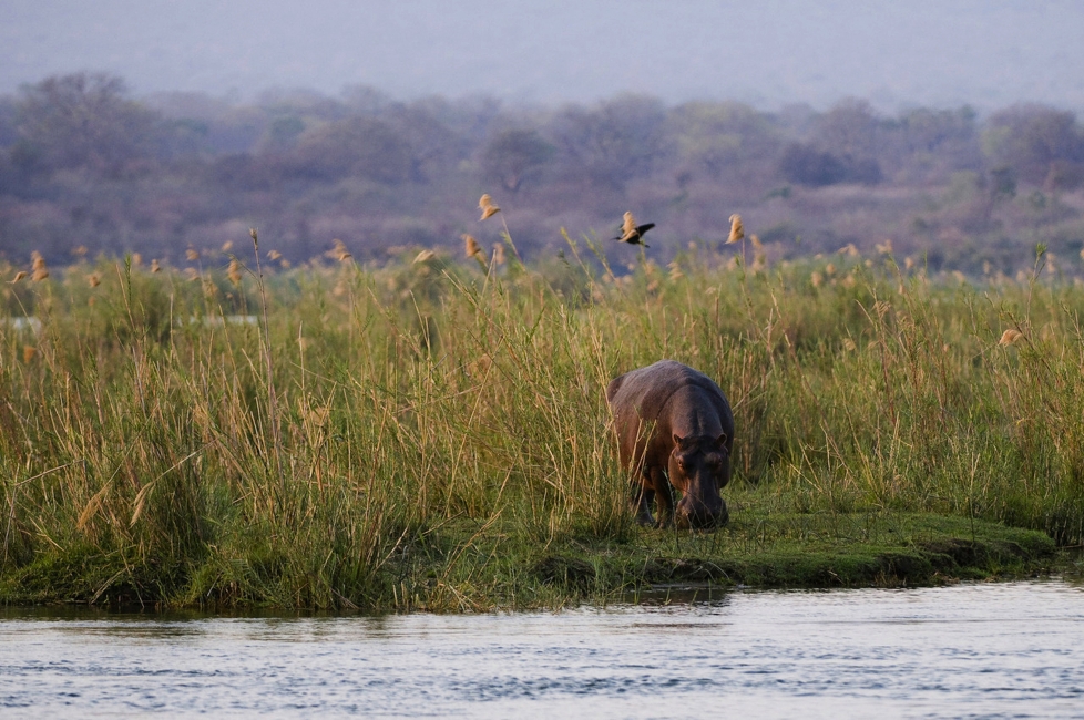 Ruckomechi Camp, Mana Pools National Park