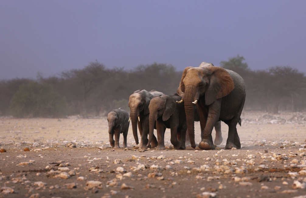 Elephant family in Etosha National Park