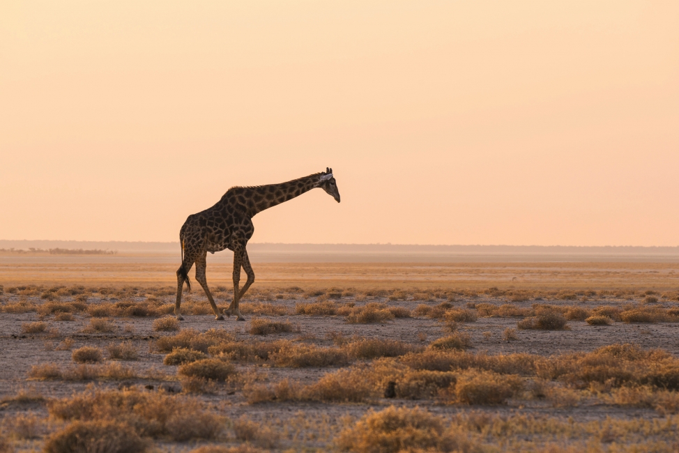Giraffe at sunset in Etosha National Park