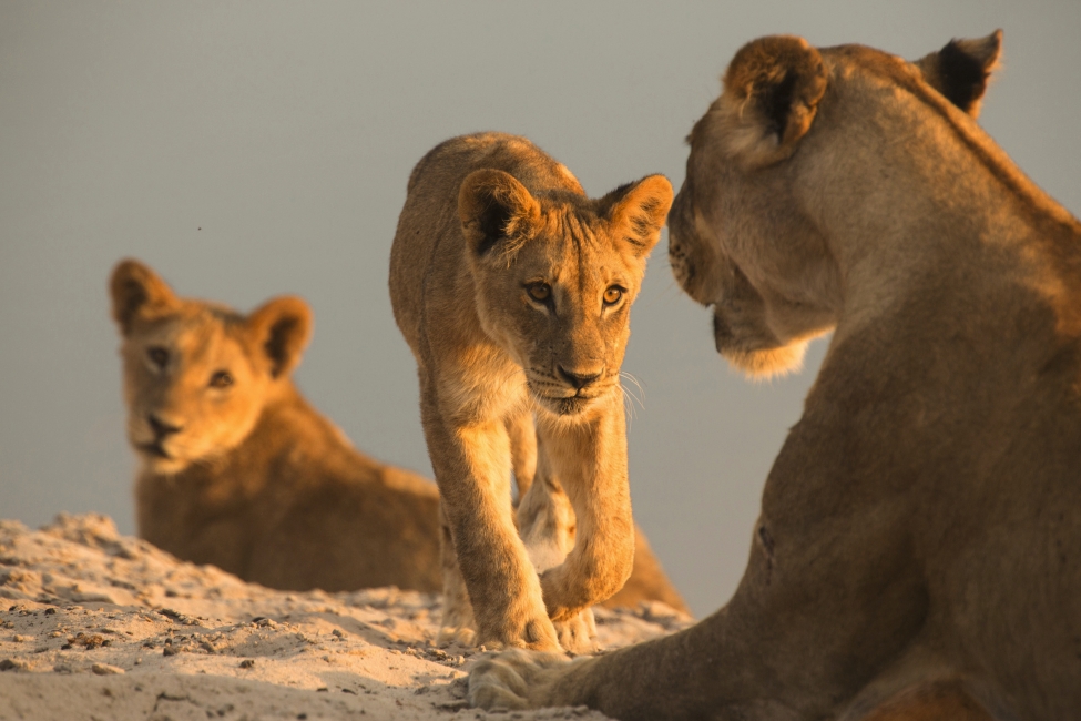 Pride of lions in Chobe National Park