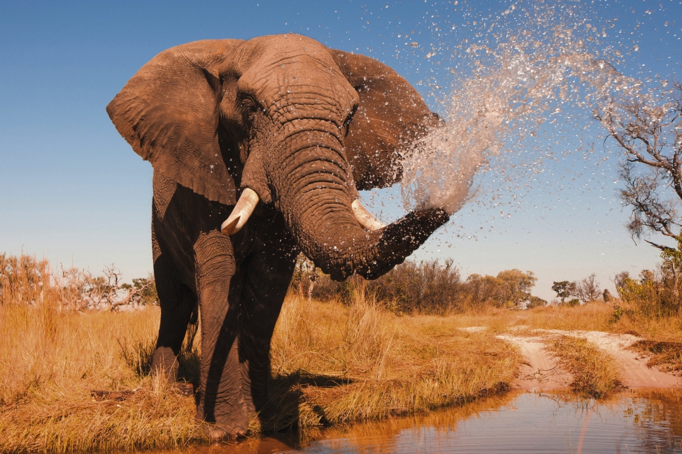 Elephant spraying water in the Okavango Delta